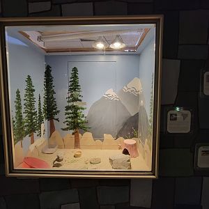 Children's Museum CT - Wildlife Sanctuary chinchillas