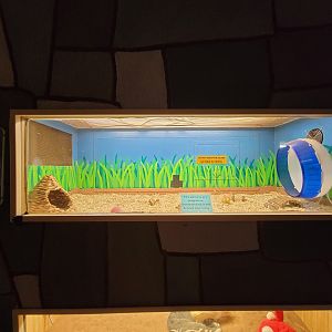 Children's Museum CT - Wildlife Sanctuary african pygmy hedgehog