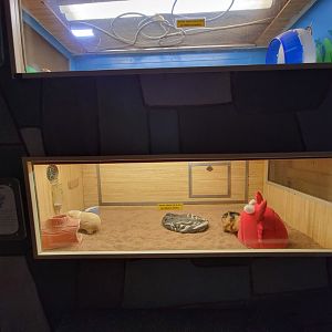 Children's Museum CT - Wildlife Sanctuary guinea pigs