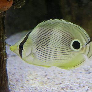 Foureye Butterflyfish (Chaetodon capistratus)