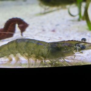 Whiteleg Shrimp (Litopenaeus vannamei)