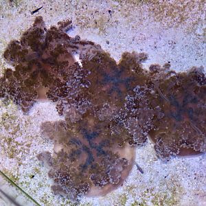 Upside-Down Jellyfish (Cassiopea xamachana)