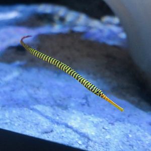 Yellowbanded Pipefish (Dunckerocampus pessuliferus)