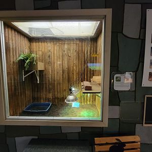 Children's Museum CT - Wildlife Sanctuary red-footed tortoise