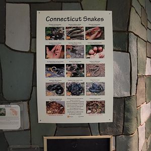 Children's Museum CT - Wildlife Sanctuary Connecticut's snakes