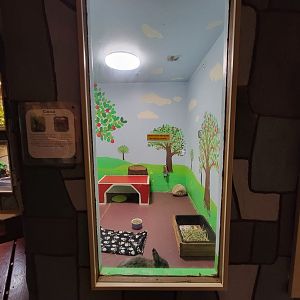 Children's Museum CT - Wildlife Sanctuary rabbits