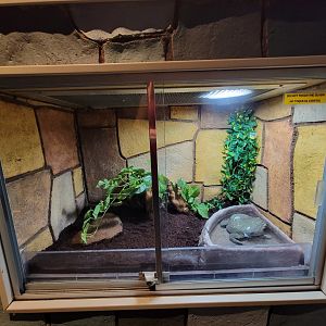 Children's Museum CT - Wildlife Sanctuary African bullfrog