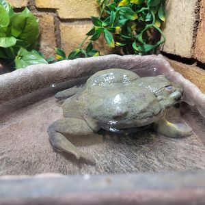 Children's Museum CT - Wildlife Sanctuary African bullfrog
