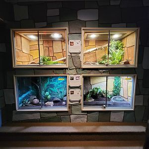 Children's Museum CT - Wildlife Sanctuary cane toads (top), white's tree frog (lower left), African bullfrog (lower right)