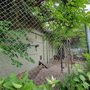 Children's Museum CT - bobcat outdoor area