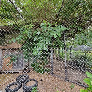Children's Museum CT - bobcat outdoor area