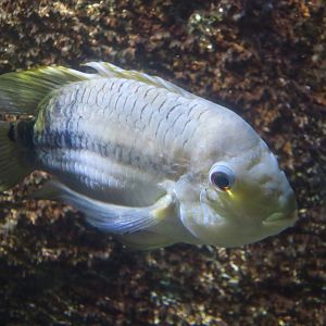 Doublespot Acara (Aequidens pallidus)