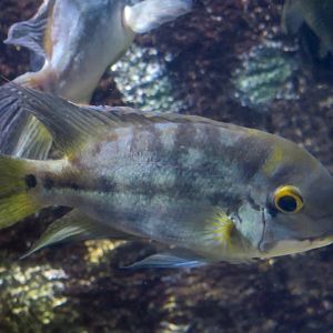 Parrot Cichlid (Hoplarchus psittacus)