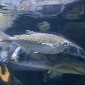 Elongate Hatchetfish (Triportheus elongatus)