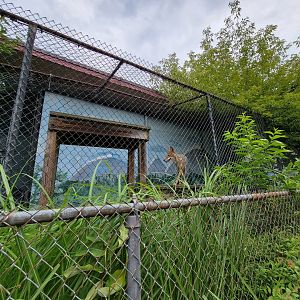 Children's Museum CT - Coyote