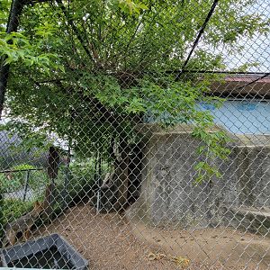 Children's Museum CT - Coyote