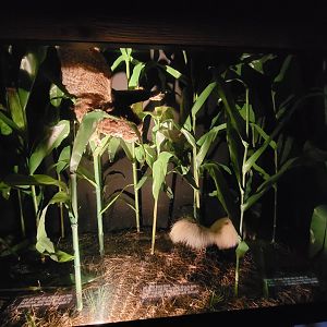 Audubon RI - Diorama in nocturnal area from previous photo