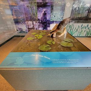 Audubon RI - Green heron display