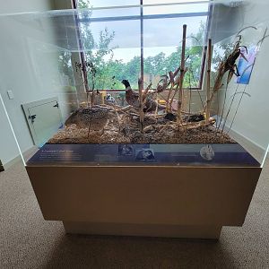 Audubon RI - Ringneck pheasant display