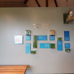 Audubon RI - Wildlife & Plants of the meadow