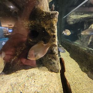 Audubon RI - First tank