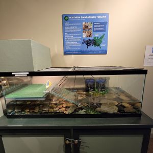 Audubon RI - Northern diamondback terrapin