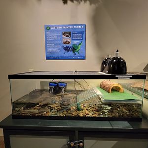 Audubon RI - Eastern painted turtle