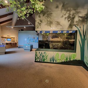 Audubon RI - Looking back to sunfish tank, fake muskrats are visible