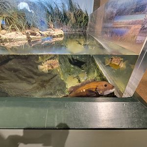 Audubon RI - Saltwater marsh tank