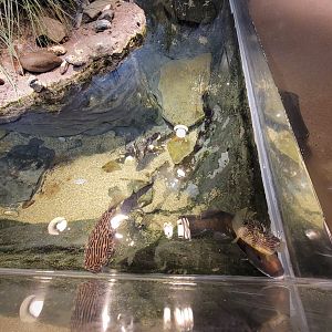 Audubon RI - Saltwater marsh tank