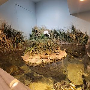 Audubon RI - Saltwater marsh tank