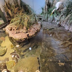 Audubon RI - Saltwater marsh tank