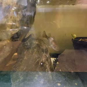 Audubon RI - Juvenile of some type of bass? in tank from previous photo