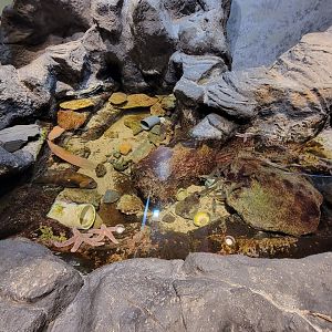 Audubon RI - Tide pool