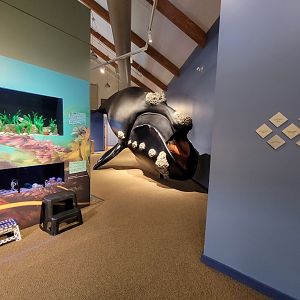 Audubon RI - First view of right whale lifesize model