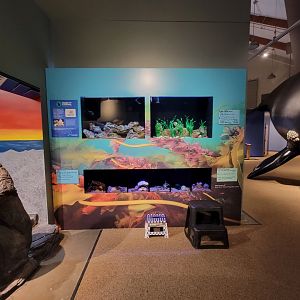 Audubon RI - Saltwater animals