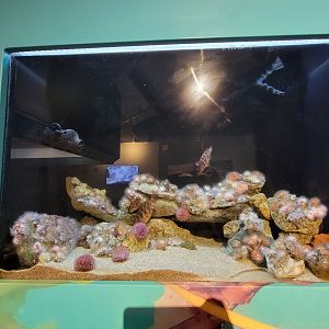 Audubon RI - Oyster toadfish, tautog, northern star coral, sea urchin sp.