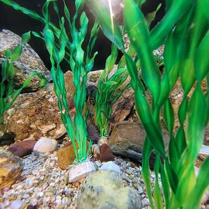 Audubon RI -Lined seahorse