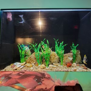 Audubon RI - Lined seahorse, spotfin butterflyfish, channeled whelk, boring sponge, red bearch sponge, sea urchin sp.