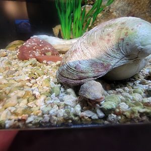 Audubon RI - Some type of crab? in seahorse tank