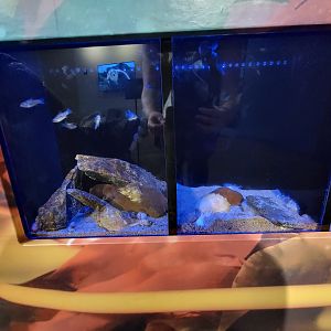 Audubon RI - Sheepshead minnow and spider crab / oyster toadfish and northern star coral