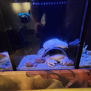 Audubon RI - Jonah crab