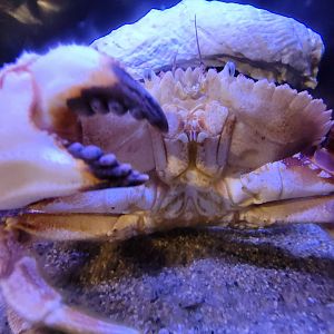 Audubon RI - Jonah crab