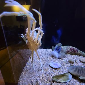 Audubon RI - Spider crab and blue, ribbed mussels