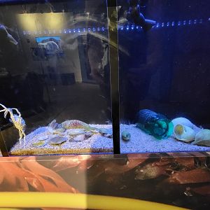 Audubon RI - Spider crab, mussels / flat-clawed hermit crab