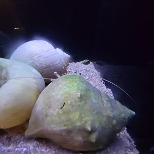 Audubon RI - Eyeballs