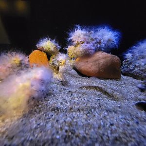 Audubon RI - Winter flounder, northern star coral