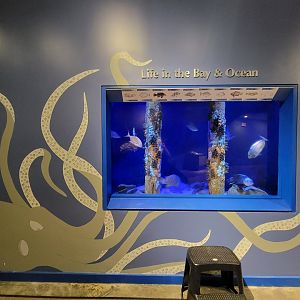 Audubon RI - Life in the Bay & Ocean tank