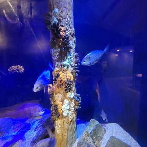 Audubon RI - Life in the Bay & Ocean tank