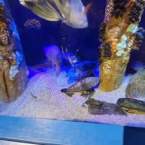 Audubon RI - Life in the Bay & Ocean tank